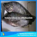 frozen fish black tilapia wholesale price